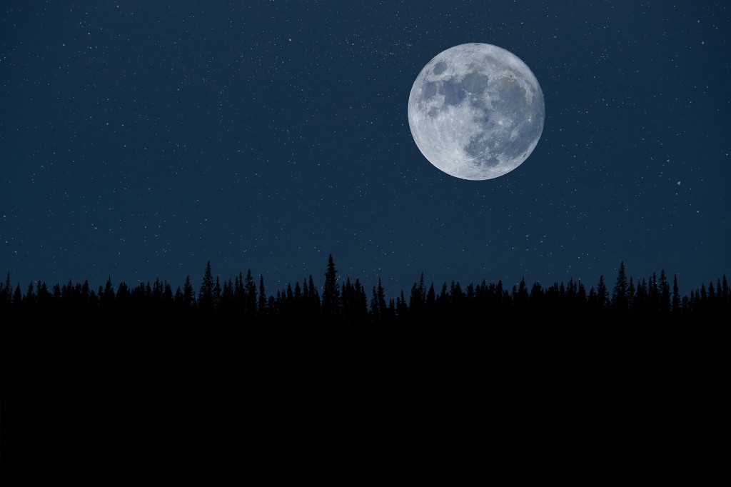 Superluna sobre el bosque nocturno