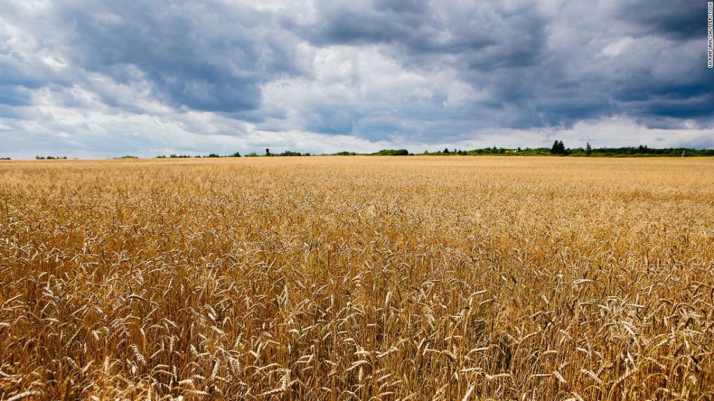 Los futuros del trigo se están disparando, los precios de los alimentos pueden ser los próximos