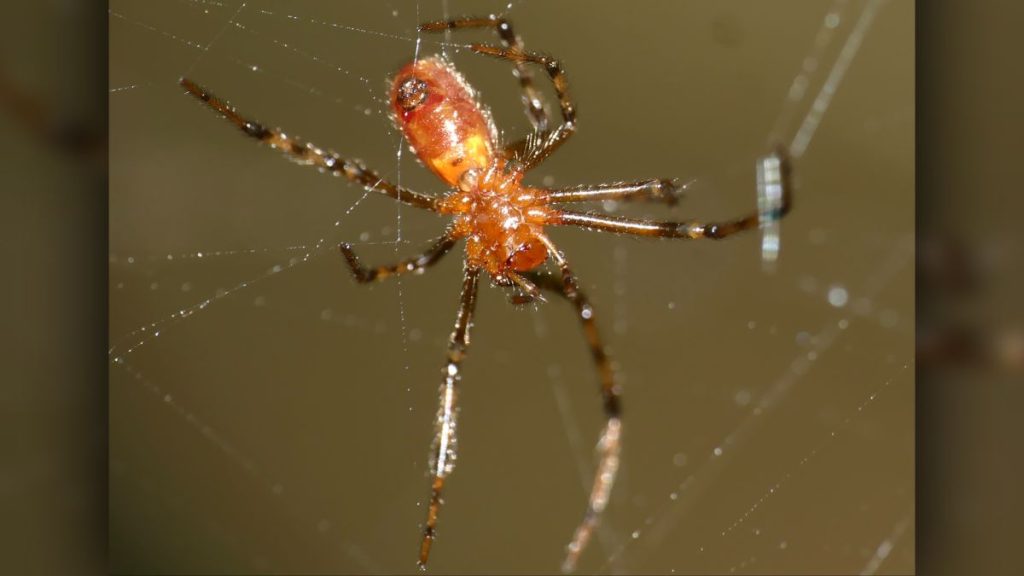 Las arañas cazan cientos de presas