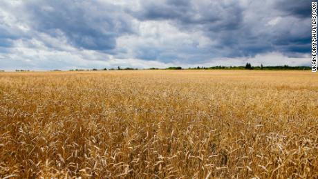 El trigo crece en un campo cerca de Uzhhorod, en la región de Zakarpattia, en el oeste de Ucrania, en julio de 2020.
