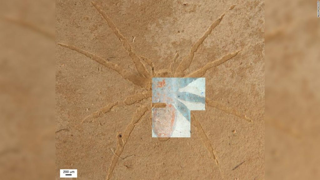 Científicos revelan el secreto de cómo se forman los fósiles de arañas
