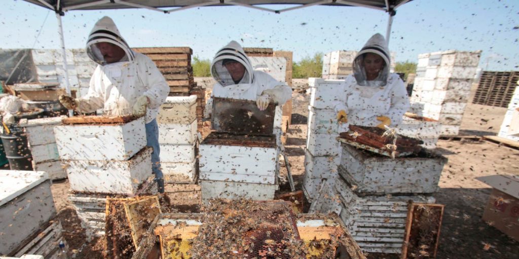 Millones de abejas mueren en Atlanta después de que el delta de Alaska desviara el avión