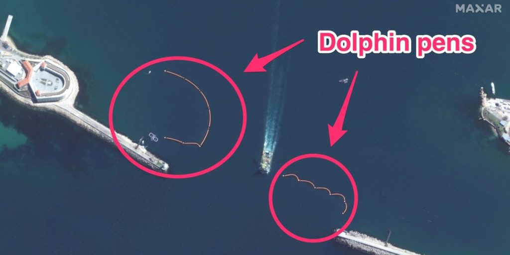 Plumas militares de delfines en la base naval rusa
