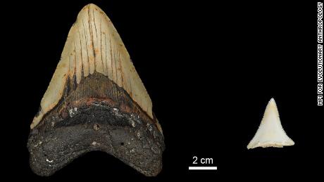 Los dientes fósiles revelaron que el Gran Huevo pudo haber aniquilado al tiburón más grande de la historia