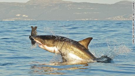 ¿Ha desaparecido realmente el gran tiburón blanco de las aguas de Ciudad del Cabo?
