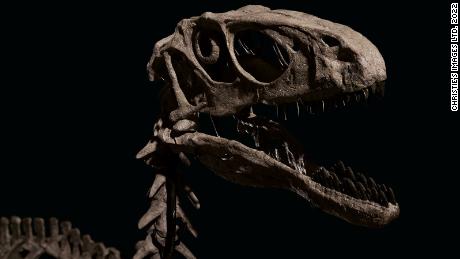 Fósiles de dinosaurios inspirados en & # 39 ;  Parque Jurásico & # 39;  Vendido por más de 12 millones de dólares