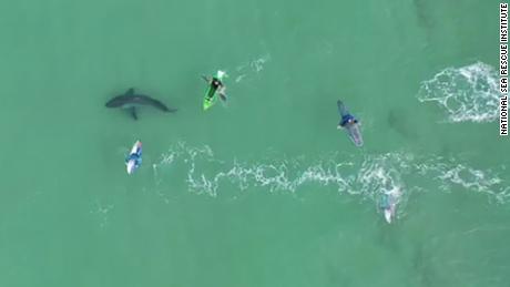 Espectáculos de videos de drones de surfistas  Encuentro muy cercano con el gran tiburón blanco  