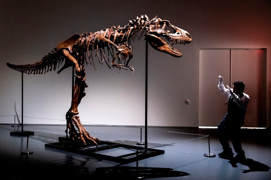 Un empleado de Sotheby's en Nueva York muestra el tamaño de un esqueleto de Gorgosaurus, el primero en ser subastado.