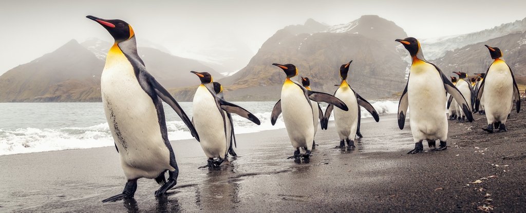 Científicos han analizado el ADN de un pingüino y han encontrado algo muy fascinante