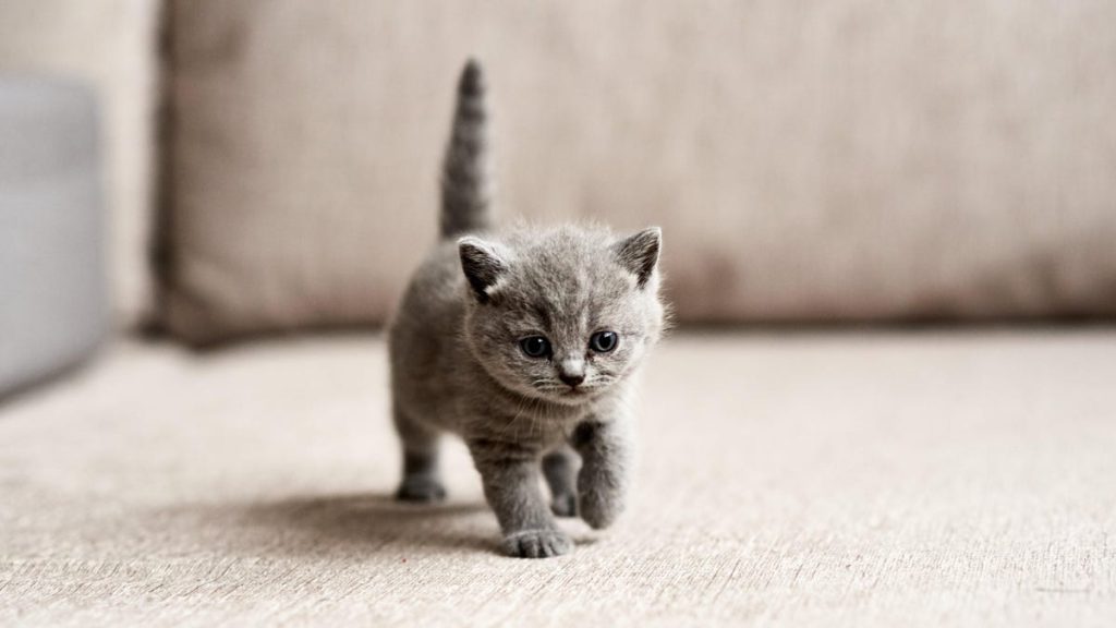Si alguna vez has sido propiedad de un gato, los científicos quieren saber de ti