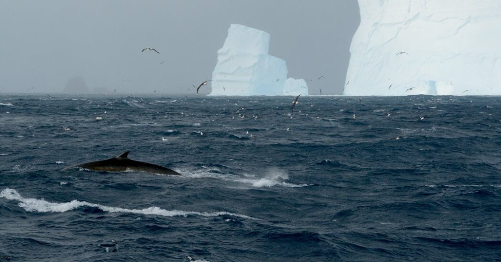 Un estudio encuentra que las ballenas de aleta regresan a las aguas antárticas
