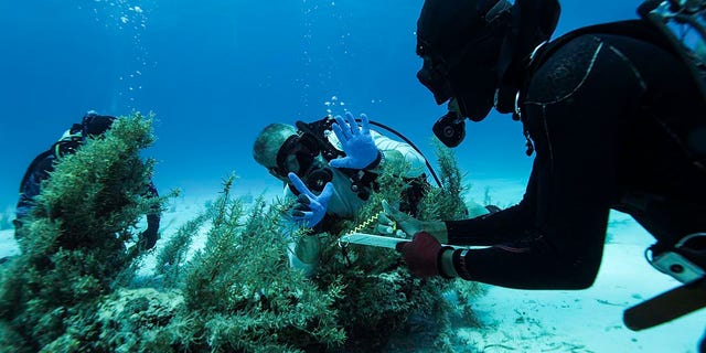 Los buzos exploran un sitio de naufragio en las Bahamas.