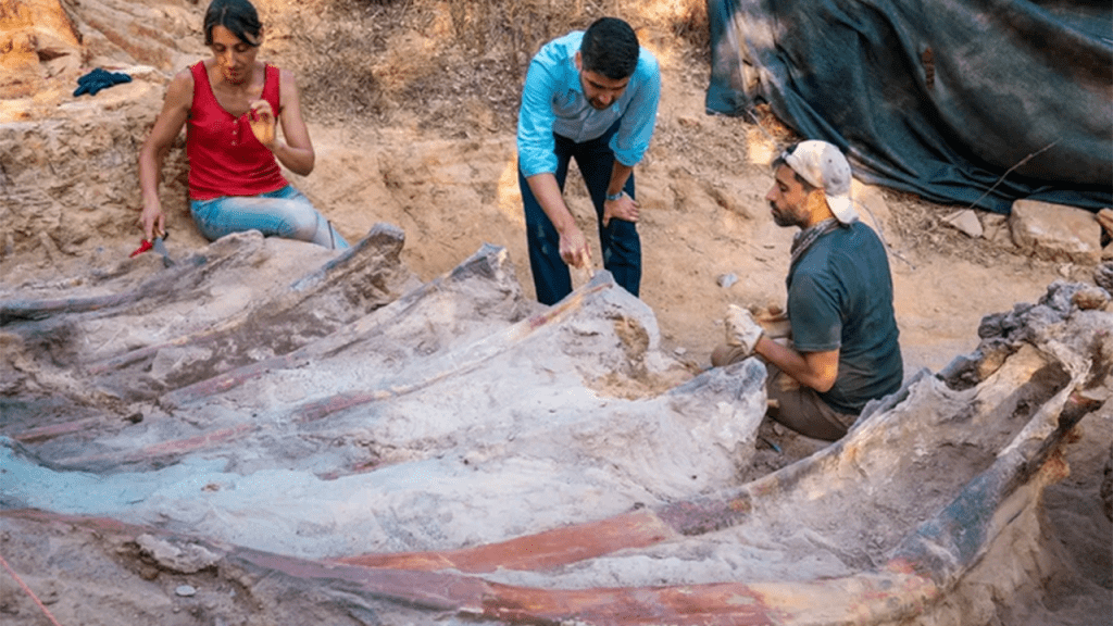 Un portugués ha descubierto un esqueleto de dinosaurio de 25 metros de altura en su patio trasero.