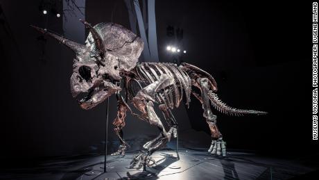 Saluda a Horridus, uno de los fósiles de Triceratops más completos encontrados en la Tierra