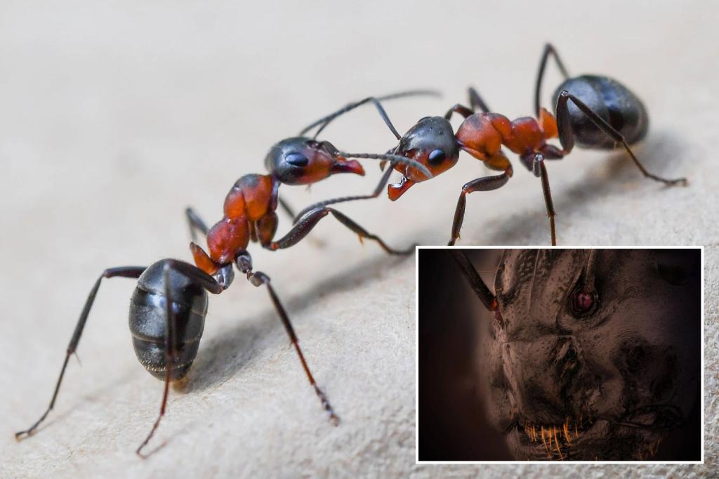 La competencia de Nikon revela de cerca la cara aterradora de las hormigas