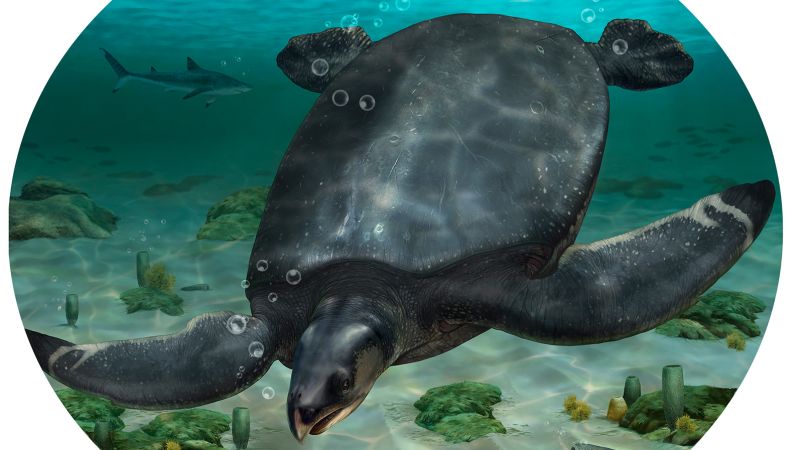 Una tortuga marina prehistórica gigante fue descubierta recientemente en Europa