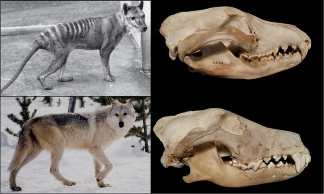 Cráneos y cuerpo de lobo gris y tilacino uno al lado del otro. 