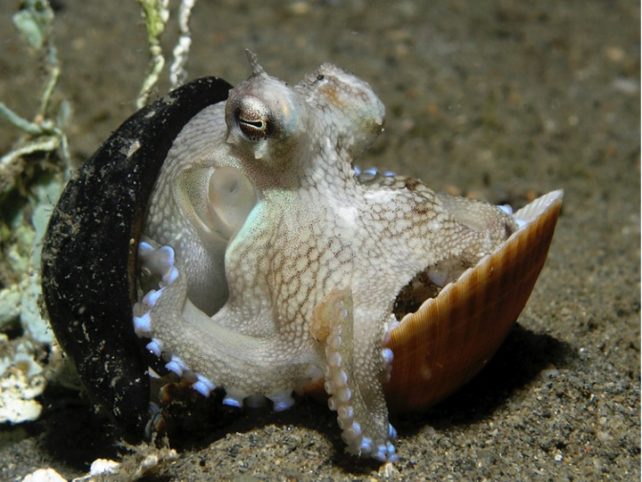 Pulpo escondido entre dos conchas en el fondo del mar de arena. 