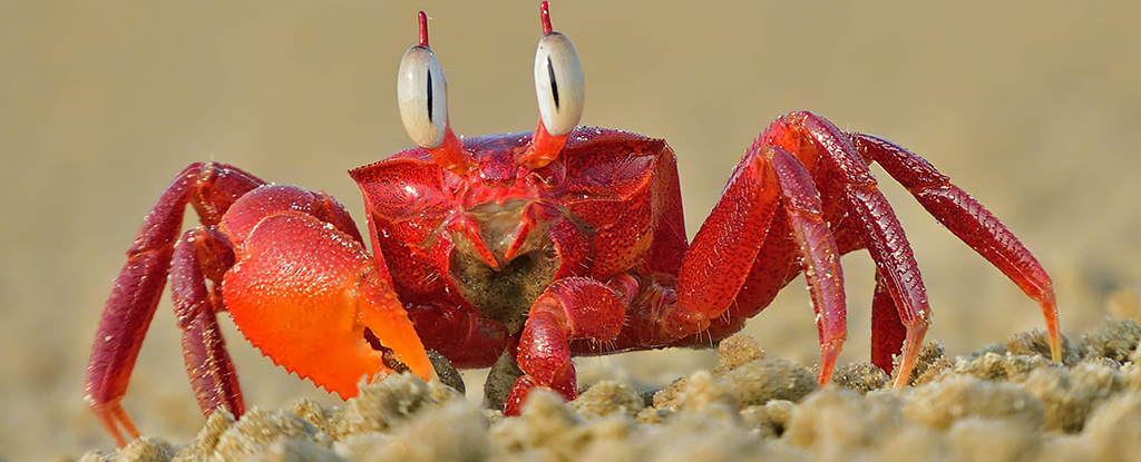 Los cangrejos no son las únicas cosas que la evolución sigue haciendo.  Lo explica un experto.  : AlertaCiencia