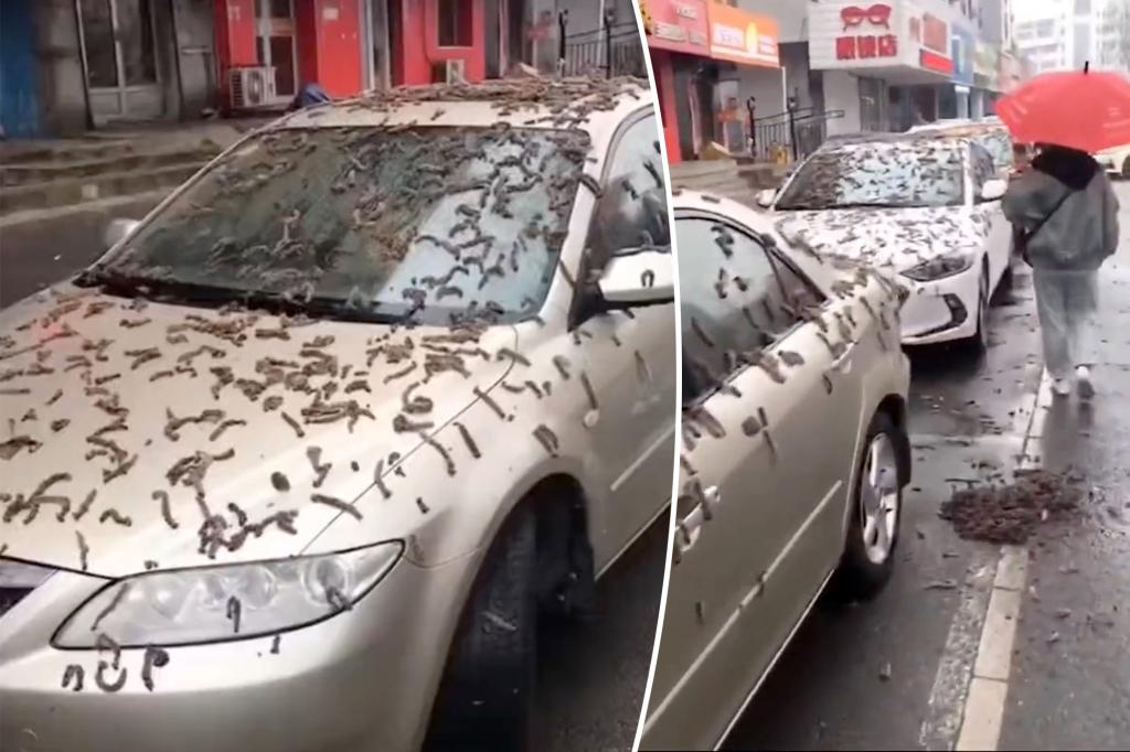 China fue golpeada por una "lluvia de gusanos" cuando los residentes pidieron llevar paraguas
