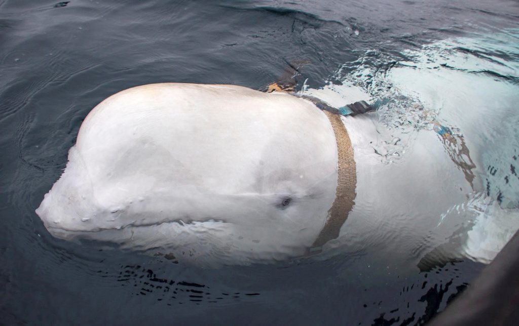 Una ballena "espía" rusa vio a Hvaldemir en la costa de Suecia |  noticias de politica