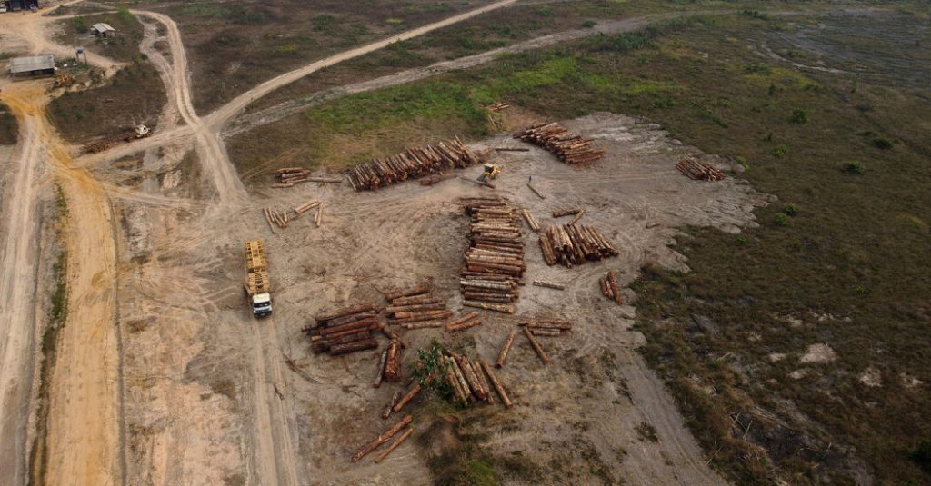 La pérdida de árboles está aumentando en bosques tropicales críticos