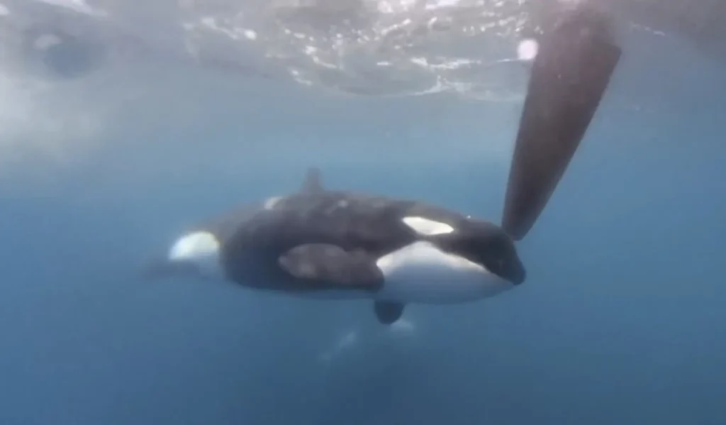 Las orcas se estrellan en una regata cerca de España en la última muestra de comportamiento desconcertante y peligroso