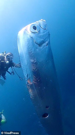 El increíble momento en que los buzos capturaron un momento extremadamente raro con un pez espátula gigante que se cree que predice terremotos en la costa de Taiwán.