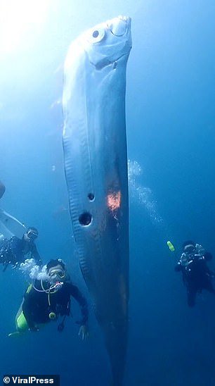 El pez espátula parece tener varios agujeros en su cuerpo que se cree que fueron mordidos mientras escapaba de un ataque de tiburón.