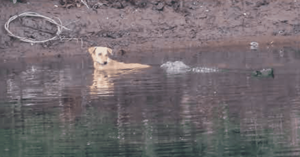 3 cocodrilos “podrían haberse comido fácilmente” a un perro callejero en su río.  En cambio, la empujaron a un lugar seguro.