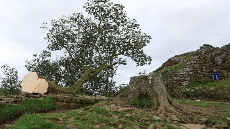 Sycamore Gap: adolescente arrestado después de 'derribar deliberadamente' el árbol del Muro de Adriano de 200 años