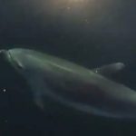 Muerte masiva de delfines en la Amazonia brasileña a medida que aumenta la temperatura del agua