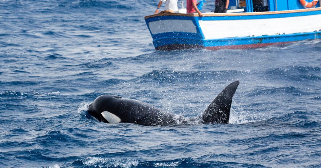 Las orcas siguen hundiendo barcos frente a las costas de Iberia, lo que pone nerviosos a los marineros