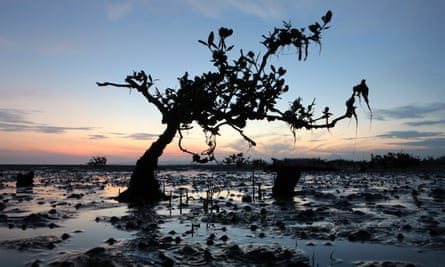 Un manglar destruido aparece en el horizonte del atardecer en Ujung Banku, Banda Aceh, Indonesia.