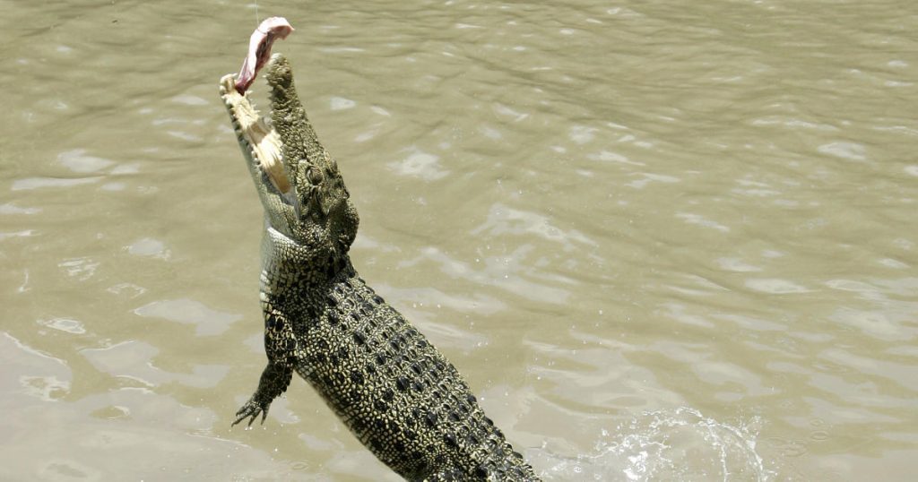 Un cocodrilo salta con las fauces abiertas al barco de un pescador australiano