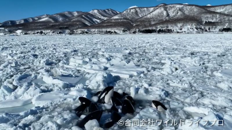 Japón: Al menos un grupo de orcas parece estar atrapado por el hielo marino