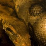 Una anaconda verde gigante fue encontrada muerta en la Amazonia brasileña, posiblemente baleada