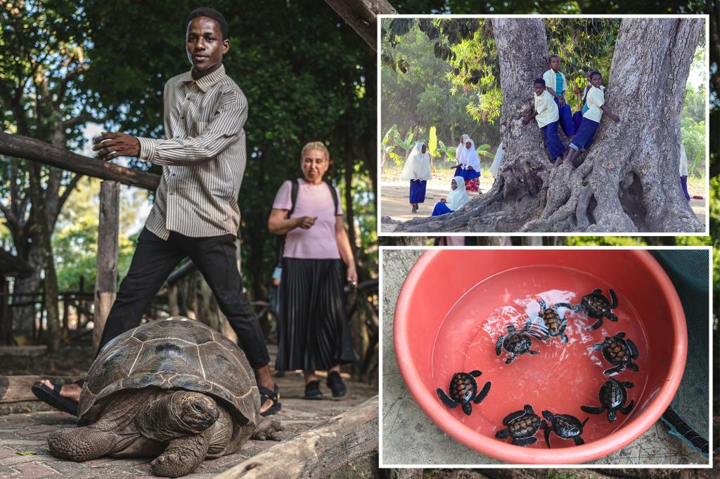 Ocho niños y un adulto murieron por enfermedad tras comer carne de tortuga marina en una remota isla africana