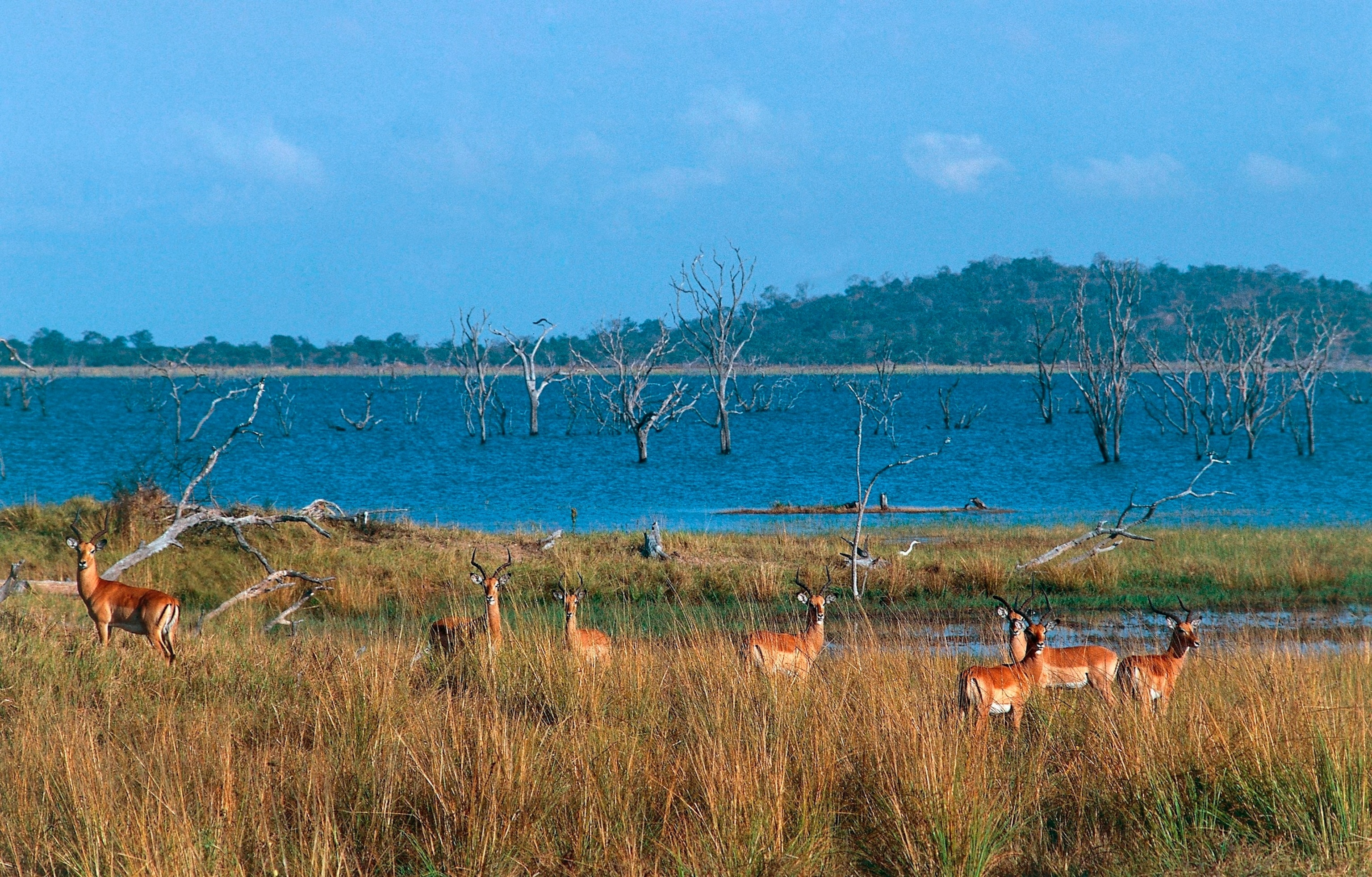Foto: Un grupo de impalas en el monte a orillas del río Kafue, Parque Nacional Kafue, Zambia. 
