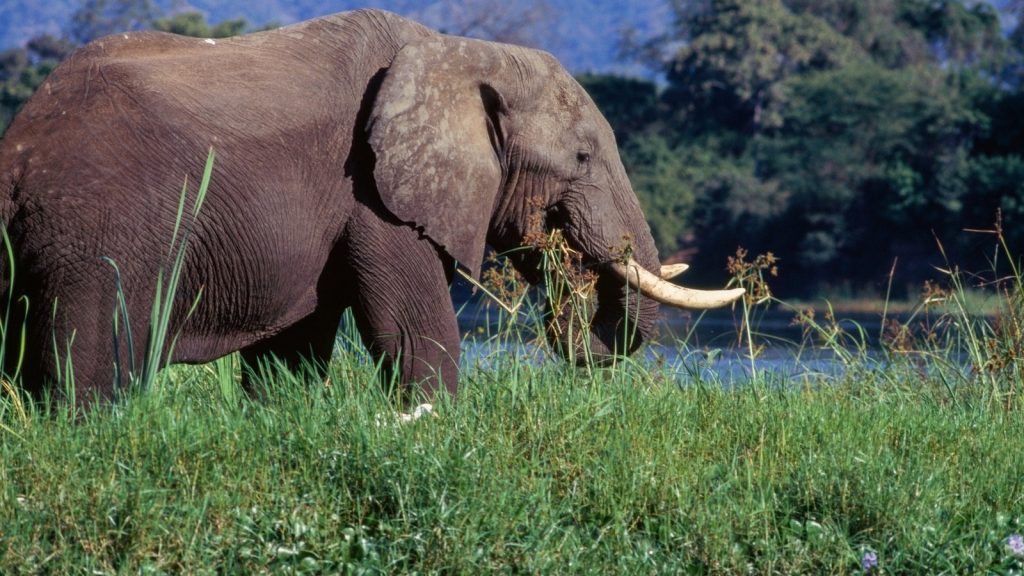 Un anciano turista estadounidense murió en el ataque de un elefante mientras realizaba un safari en Zambia.