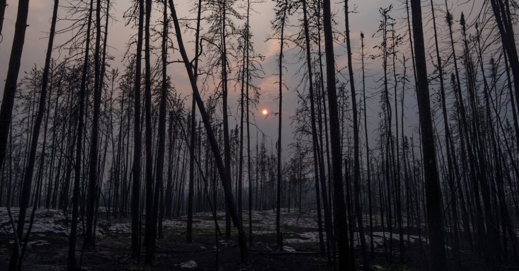 La pérdida mundial de bosques sigue siendo alta, a pesar de los recientes avances