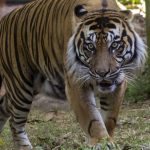 Se está realizando una búsqueda de un tigre de Sumatra después de que los trabajadores gritaran y condujeran al cuerpo del hombre y a las huellas del tigre.